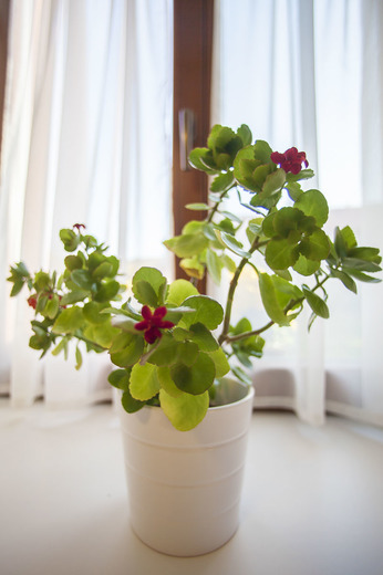 _MG_2028.jpg